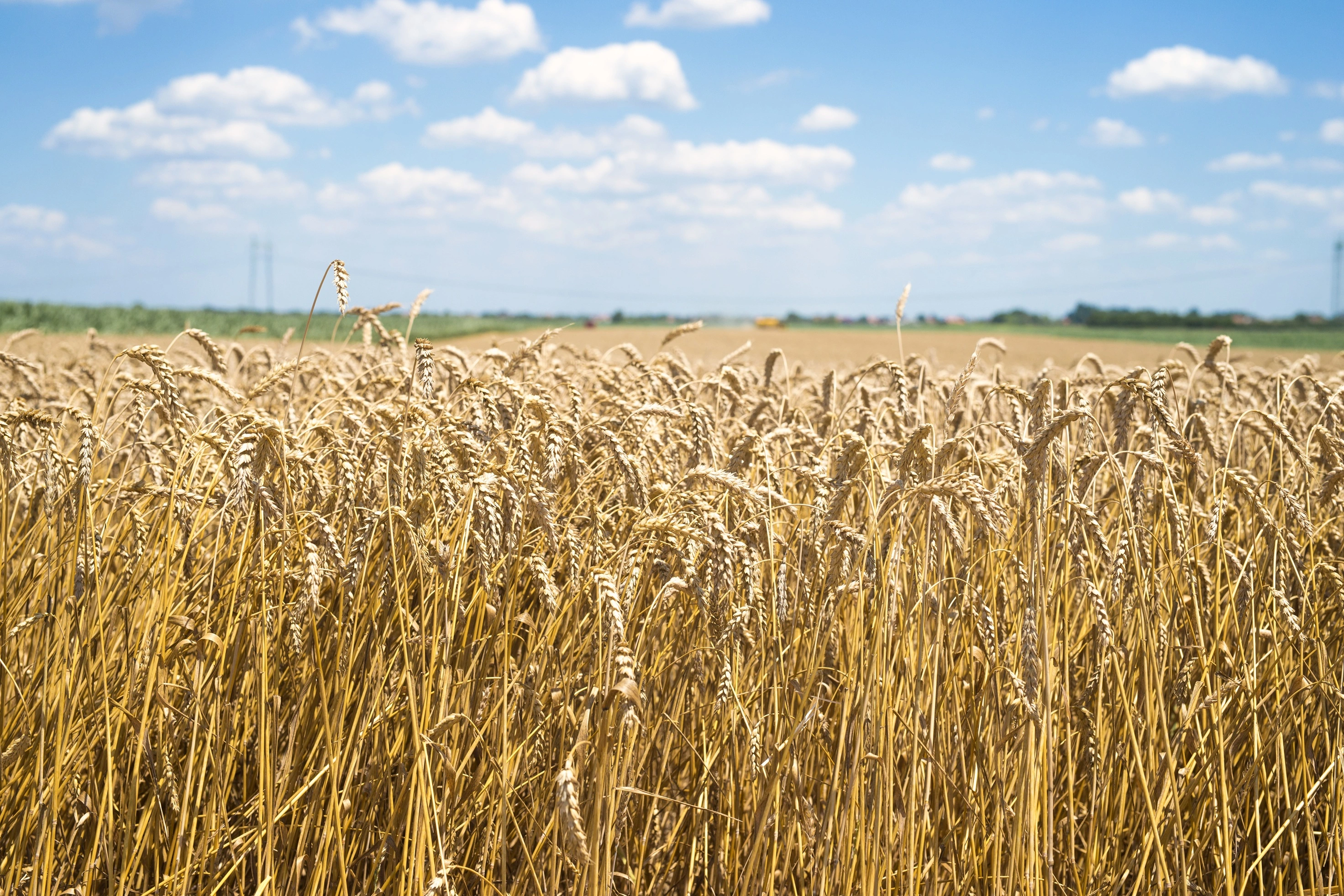 В аукционе по продаже экологически чистого хлеба участвовала кернза: перспективы многолетней пшеницы