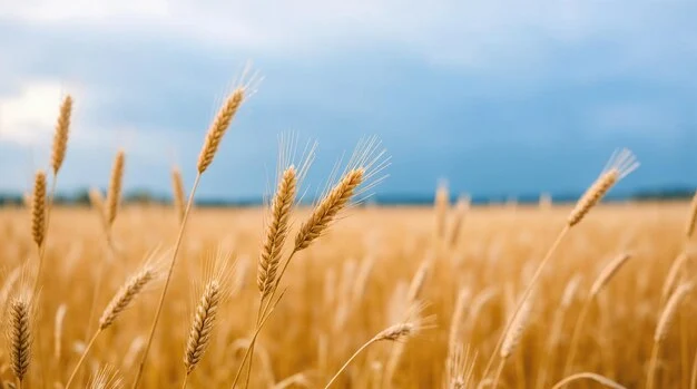 В Грузии прошли раскопки древнейших стоянок с остатками первых злаков